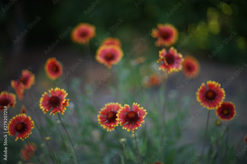 Many orange flowers rudbeckia grow in the garden Many orange flowers rudbeckia grow in the garden