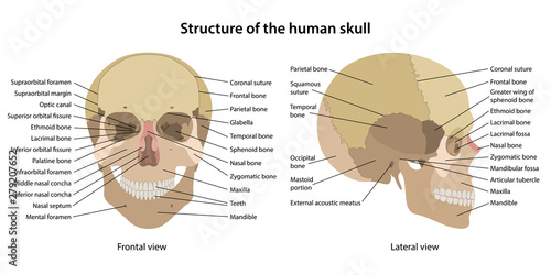 Structure of the human skull with main parts labeled. Anterior view and lateral view. Anatomical vector illustration in flat style isolated over white background.