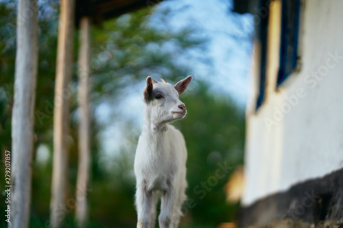 goat on farm