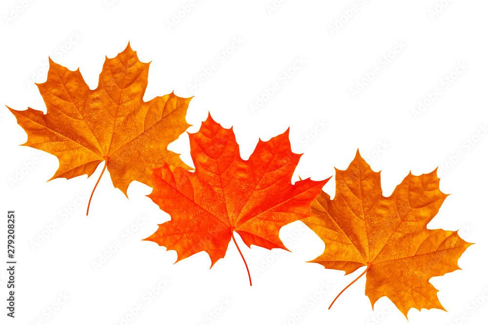 Bright colorful autumn leaves Bright colorful autumn leaves