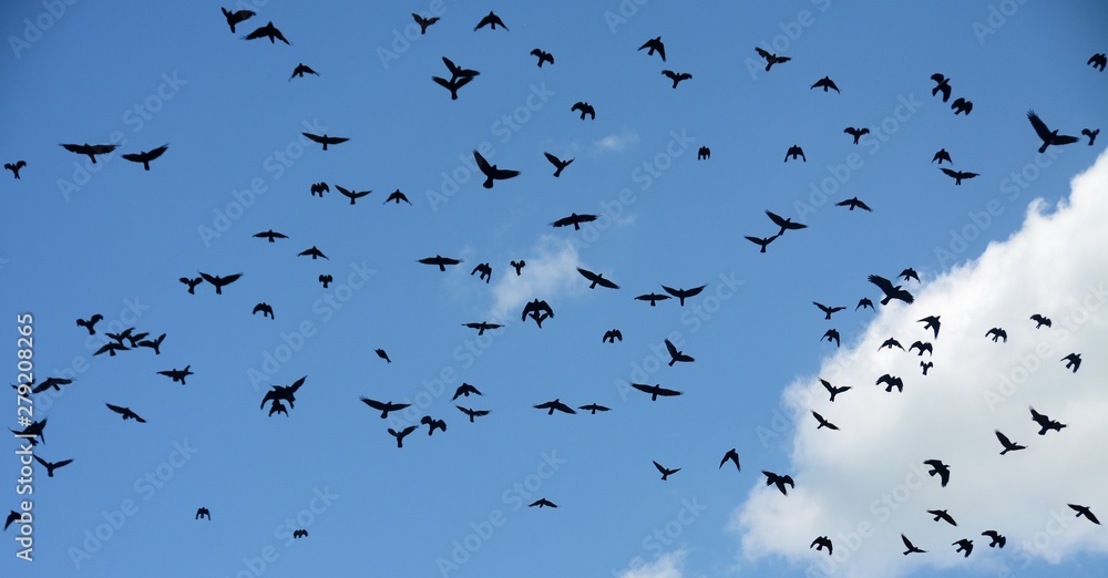 many birds flying in the blue sky