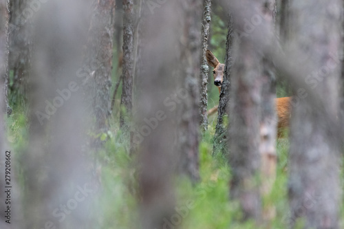 Roe deer in forest hiding behind trees