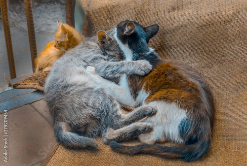 Photography Homeless wild cats on dirty street. Stray cats in the city