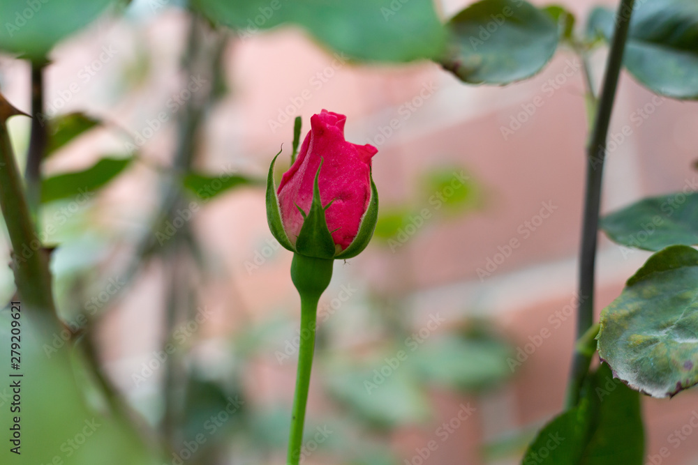 Small pink rose buds surrounded by leaves Small pink rose buds surrounded by leaves