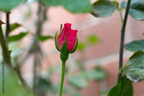 Small pink rose buds surrounded by leaves