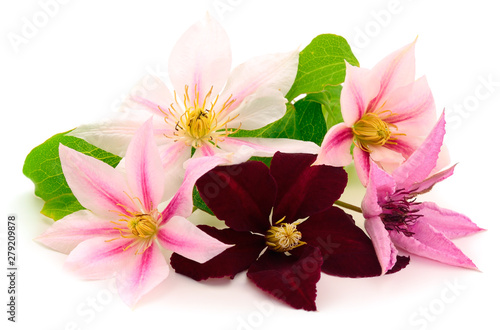 Clematis flower isolated.