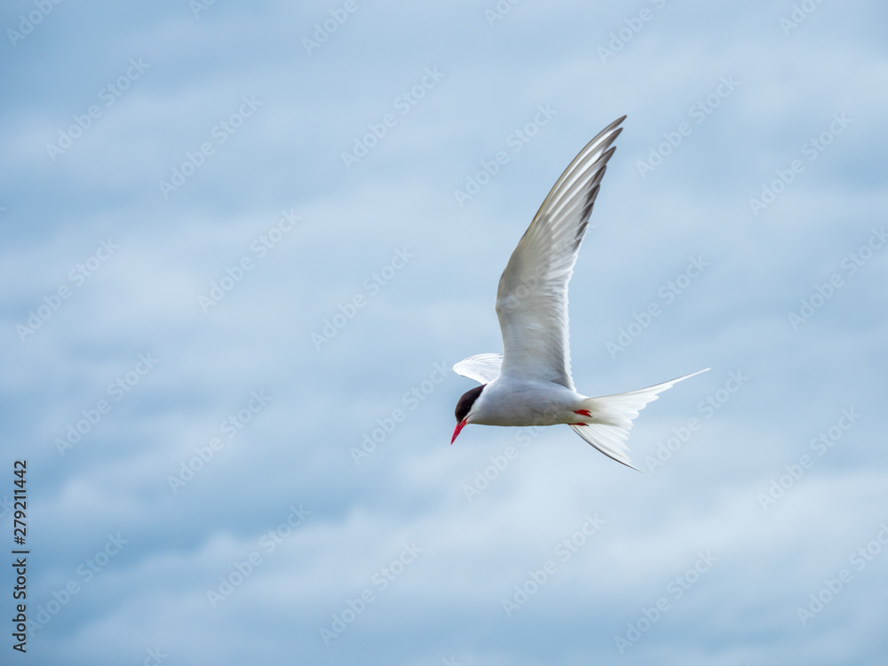 Atlantic tern in flight. ( Sterna paradisaea ) Atlantic tern in flight. ( Sterna paradisaea )