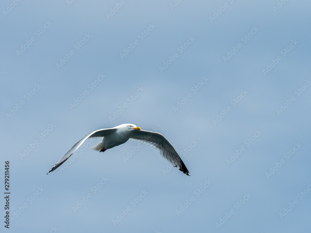 European herring gull (Larus argentatus) European herring gull (Larus argentatus)