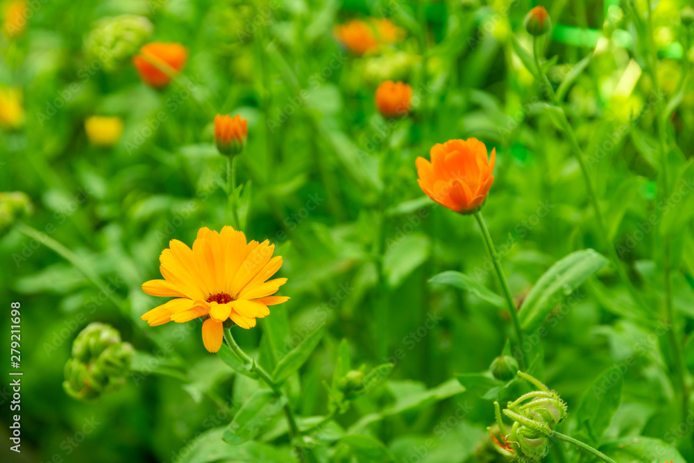 Calendula officinalis flowers growing in the garden