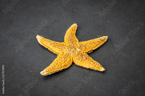 Sea star starfish species from the northern sea in europe five arms front