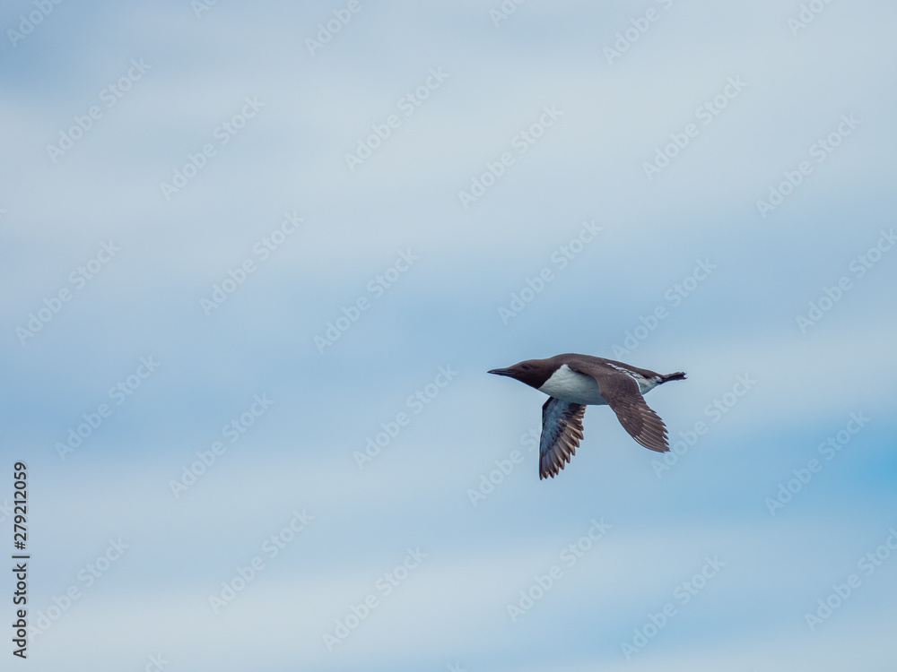 Guillemot (Uria aalge) Flying in the sky Guillemot (Uria aalge) Flying in the sky
