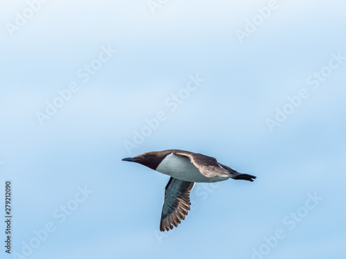 Guillemot (Uria aalge) Flying in the sky photo