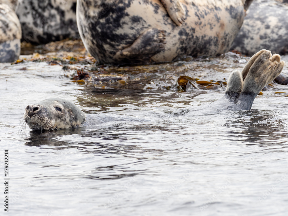 Fototapeta premium Grey Seal, Halichoerus grypus, on the coast