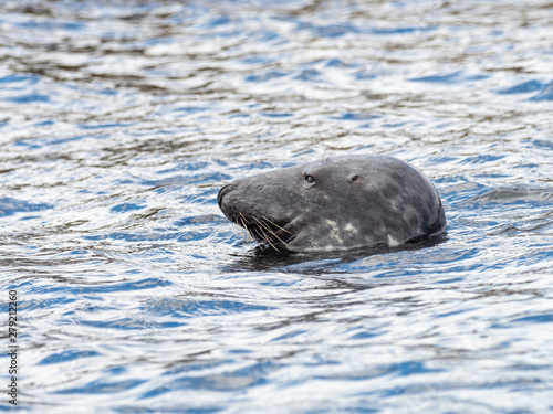 Grey Seal, Halichoerus grypus,  on the coast
