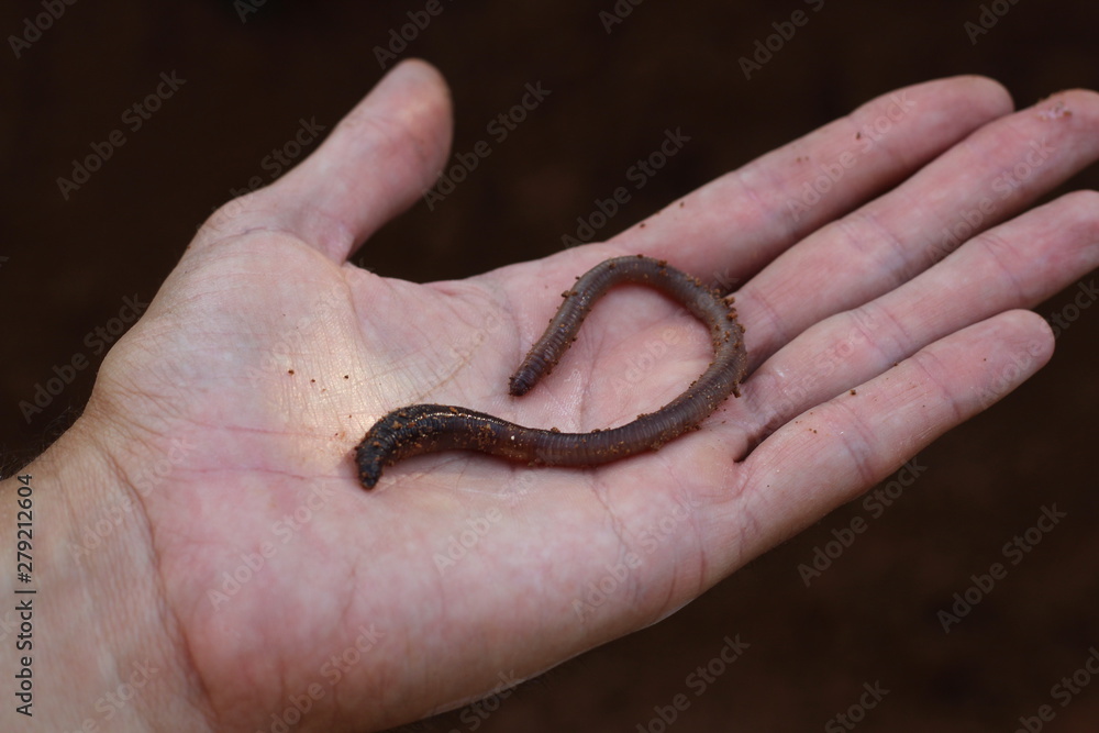 Fototapeta premium hands of the man with a big fat earthworm