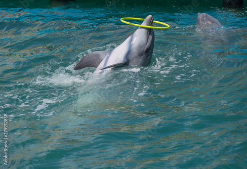 A dolphin plays with a hula hoop