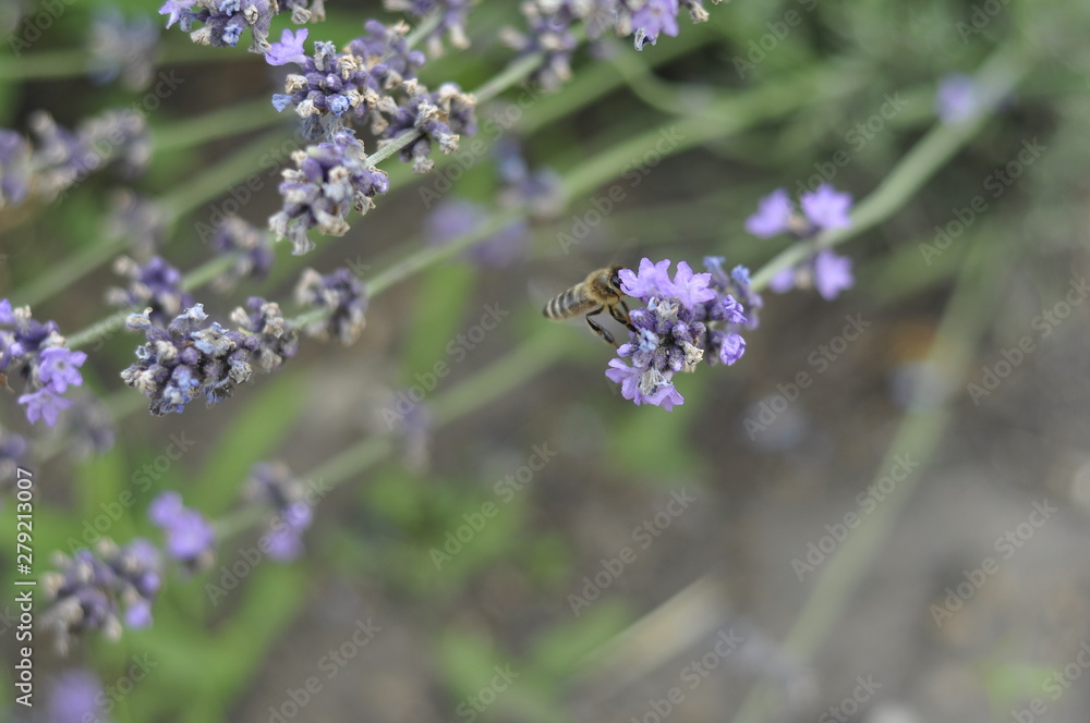Bee pollinating a lavender flower in a summer flower bed for honey production