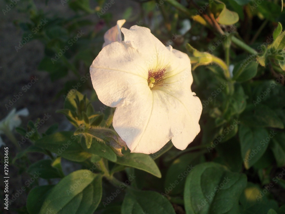 Fototapeta premium Plant