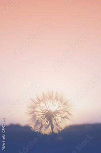 Blurred dandelion on the background of the setting sun.