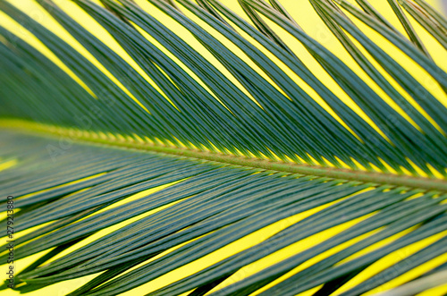 Tropical background with a palm branch and selective focus.