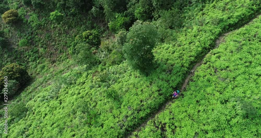 Aerial view of woman hiker hiking at tropical forest Aerial view of woman hiker hiking at tropical forest