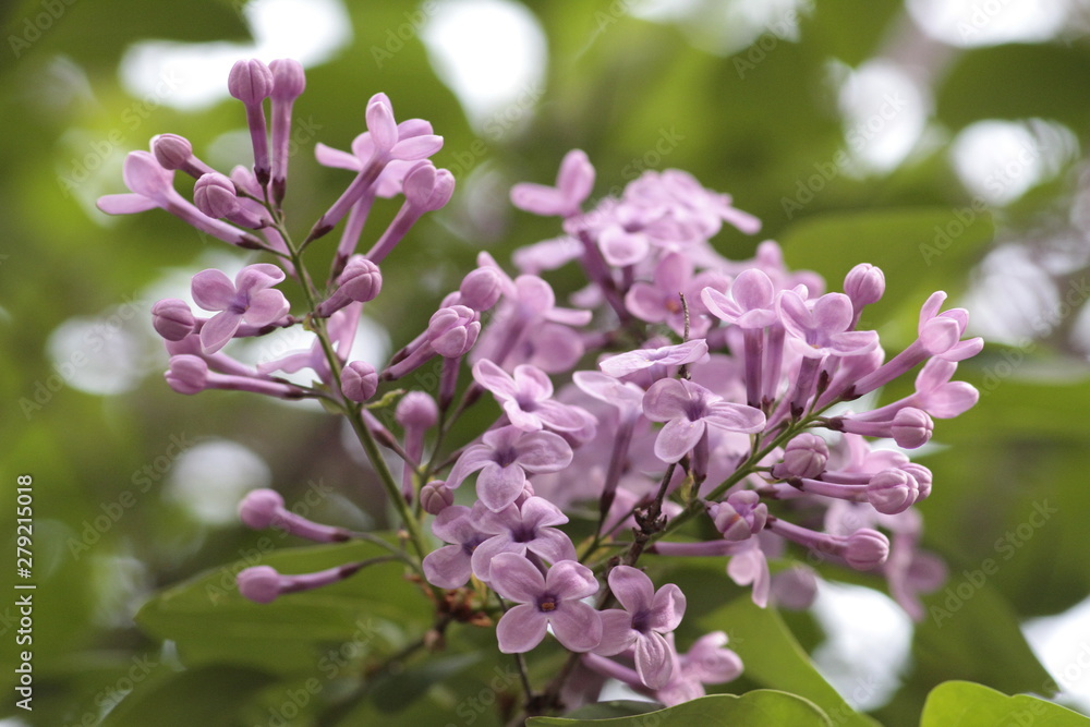 Revived nature and lilacs blooming in the garden.