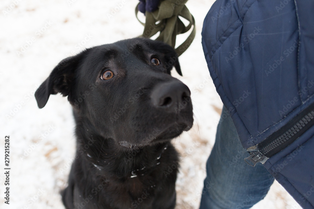 black dog obediently performs winter training