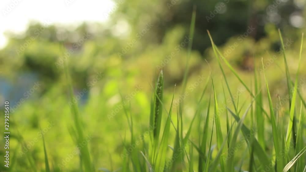 green blades of grass swaying in the breeze green blades of grass swaying in the breeze