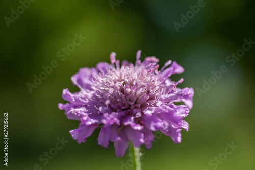 Little purple flower in the garden