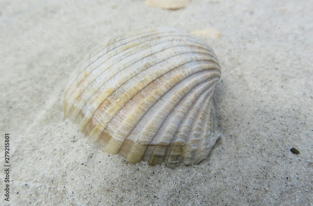 Beautiful light seashell on sand background in Florida beach, closeup Beautiful light seashell on sand background in Florida beach, closeup