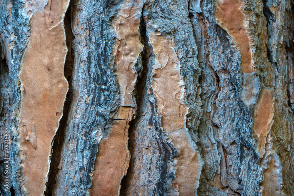 Textura de corteza de árbol áspera marrón y roja Textura de corteza de árbol áspera marrón y roja