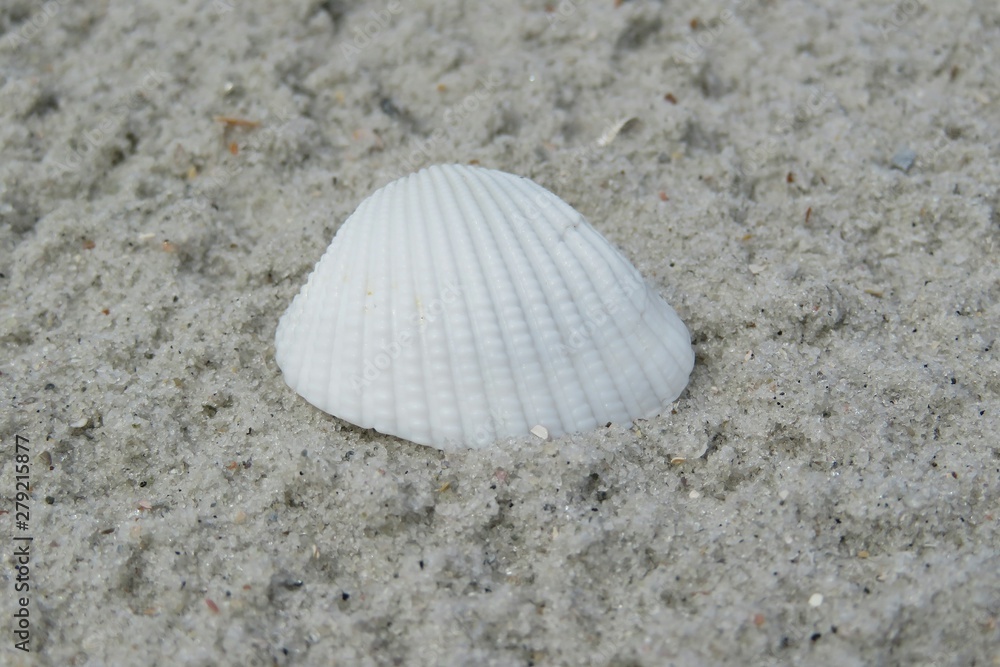 White seashell on sand background in Florida beach, closeup White seashell on sand background in Florida beach, closeup