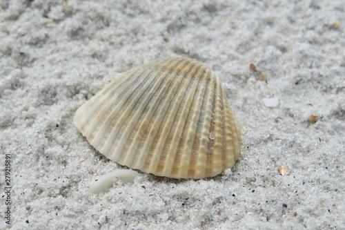 Seashell on sand background in Florida beach  closeup