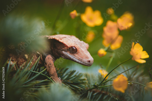 New Caledonian crested gecko on tree with flowers