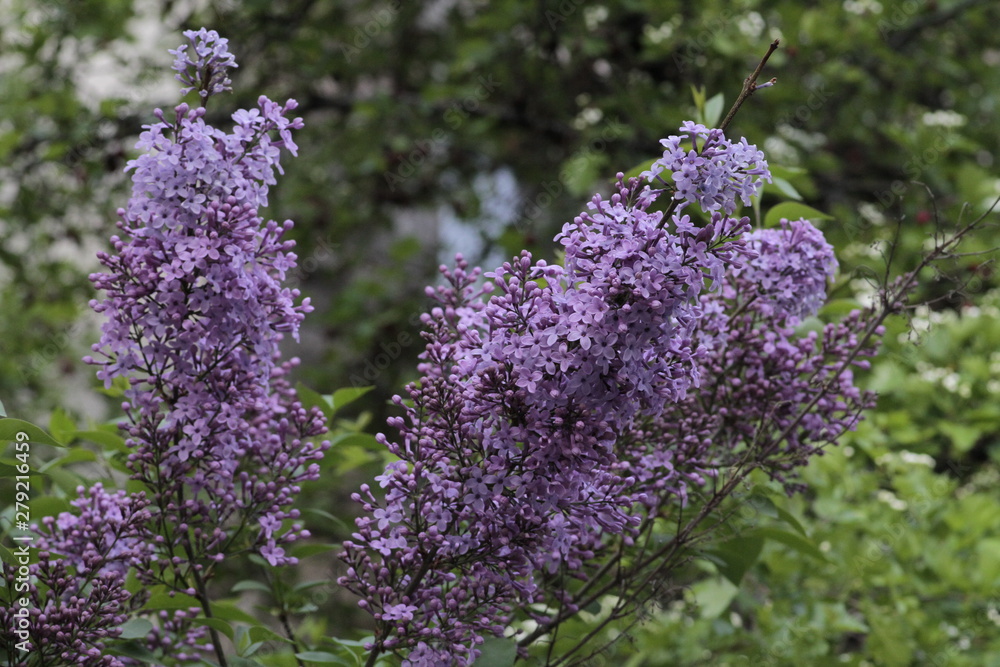 Revived nature and lilacs blooming in the garden.