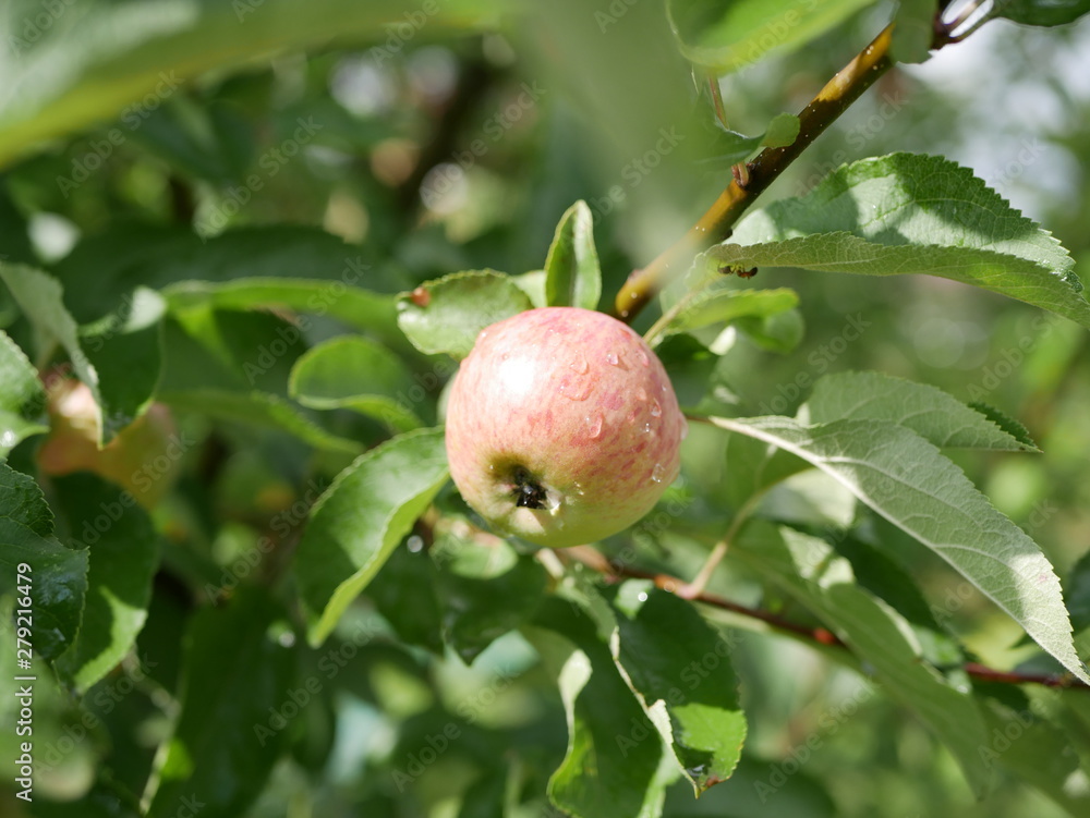 ripe apples with raindrops on a branch with green leaves on a Sunny summer day. natural vitamin. healthy food. vegetarian food. apple orchard. fruit tree ripe apples with raindrops on a branch with green leaves on a Sunny summer day. natural vitamin. healthy food. vegetarian food. apple orchard. fruit tree