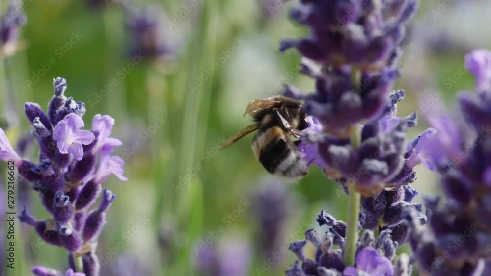 Closeup Shot of Bumblebee on Lavender Plant Closeup Shot of Bumblebee on Lavender Plant