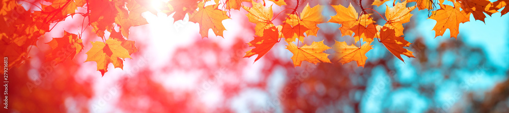 Banner autumn background - obrazy, fototapety, plakaty 