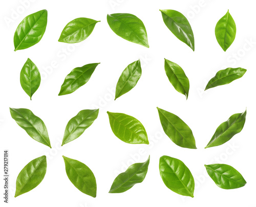 Set of fresh green coffee leaves on white background