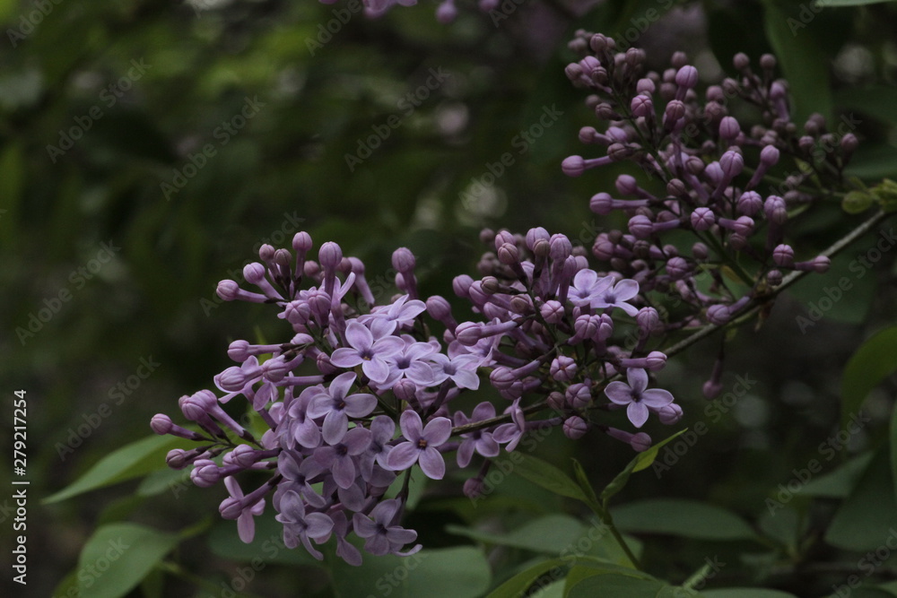 Revived nature and lilacs blooming in the garden. Revived nature and lilacs blooming in the garden.