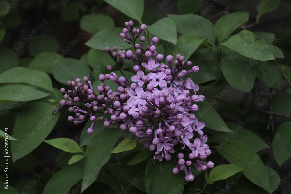 Revived nature and lilacs blooming in the garden. Revived nature and lilacs blooming in the garden.