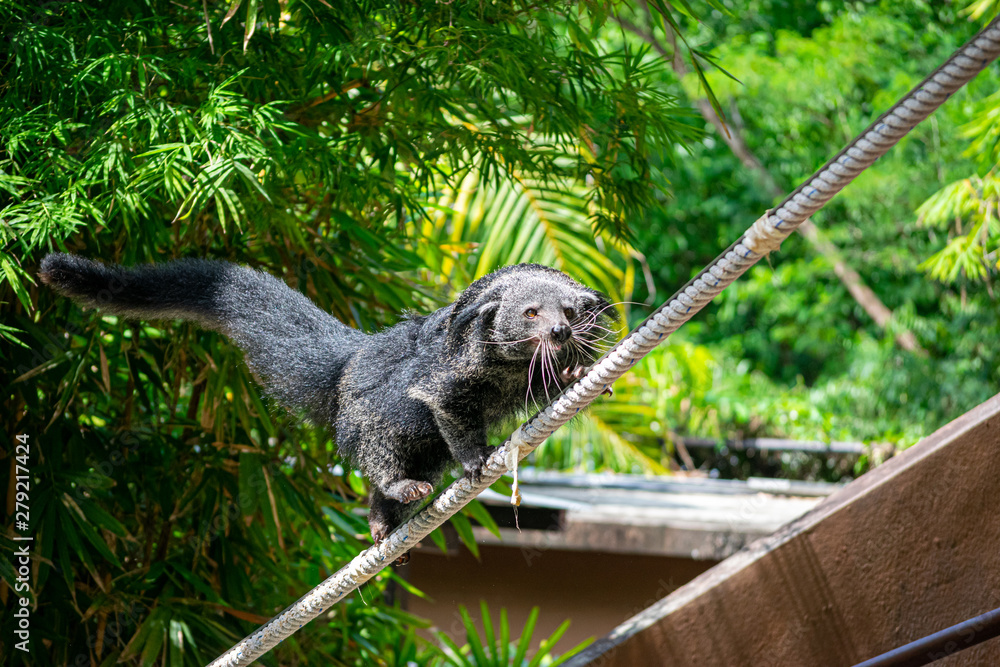 Obraz premium The Bearcat or Arctictis Binturong show is on the rope.