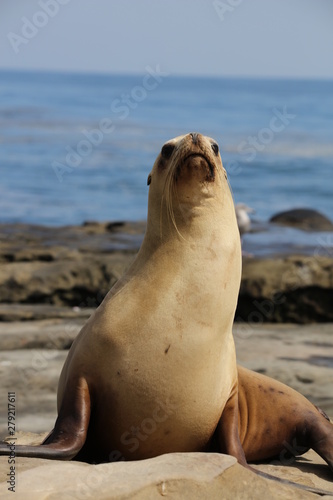 California sea lion