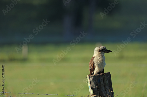 Kookaburra Australien photo