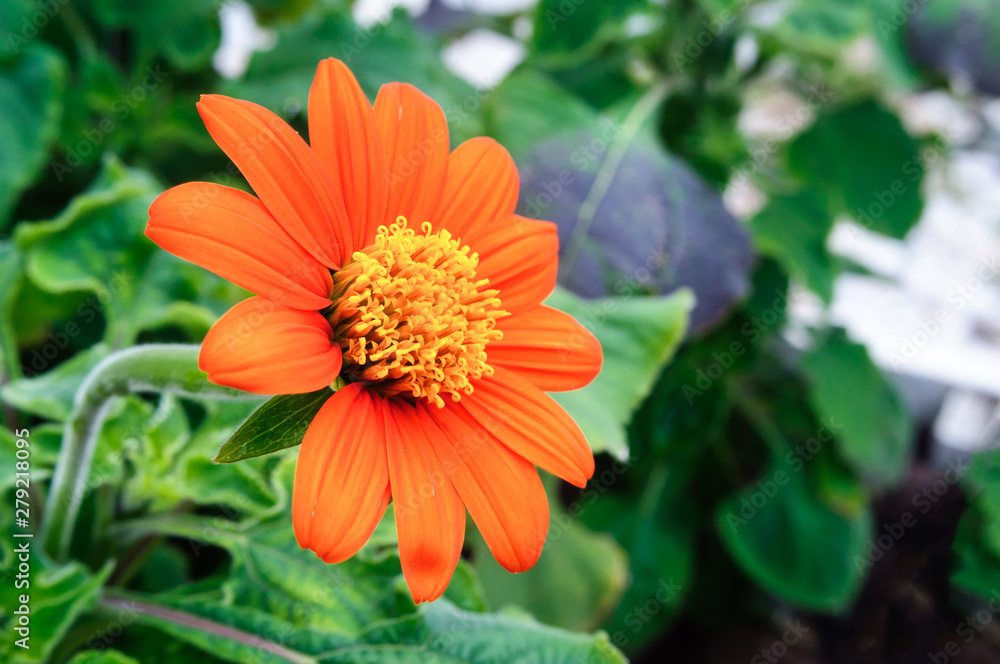 Orange flower Tithonia rotundifolia in the garden. Orange flower Tithonia rotundifolia in the garden.