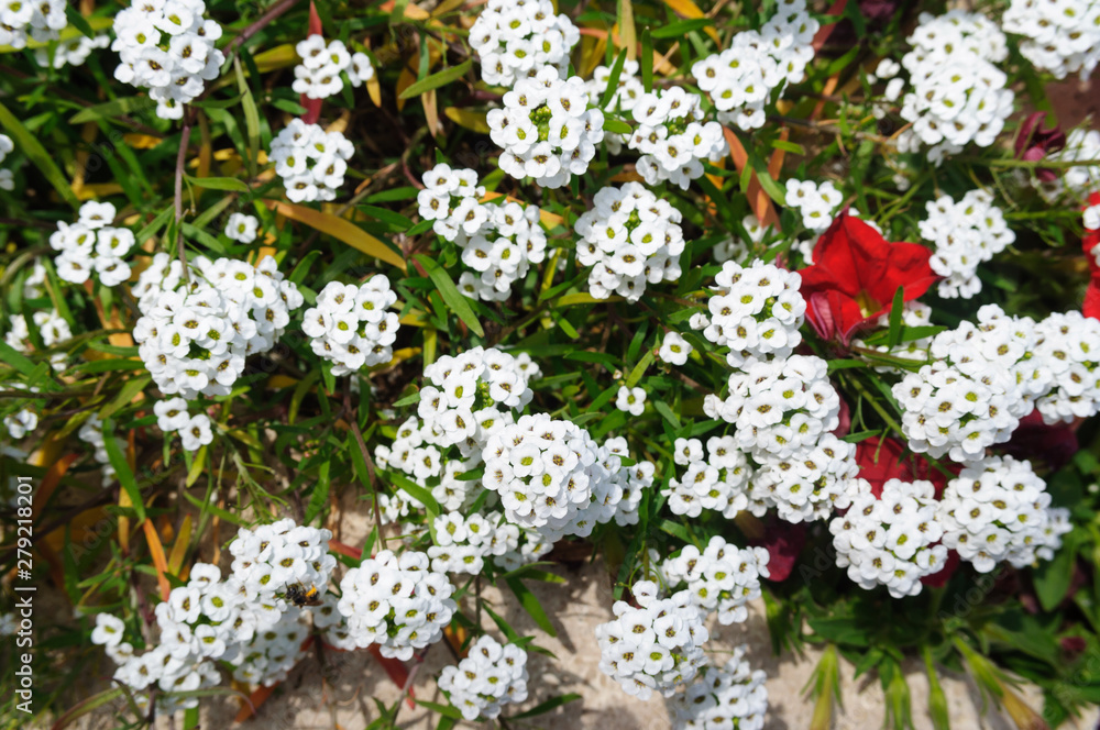The white blossoms of the alyssum lobularia in the garden. The white blossoms of the alyssum lobularia in the garden.