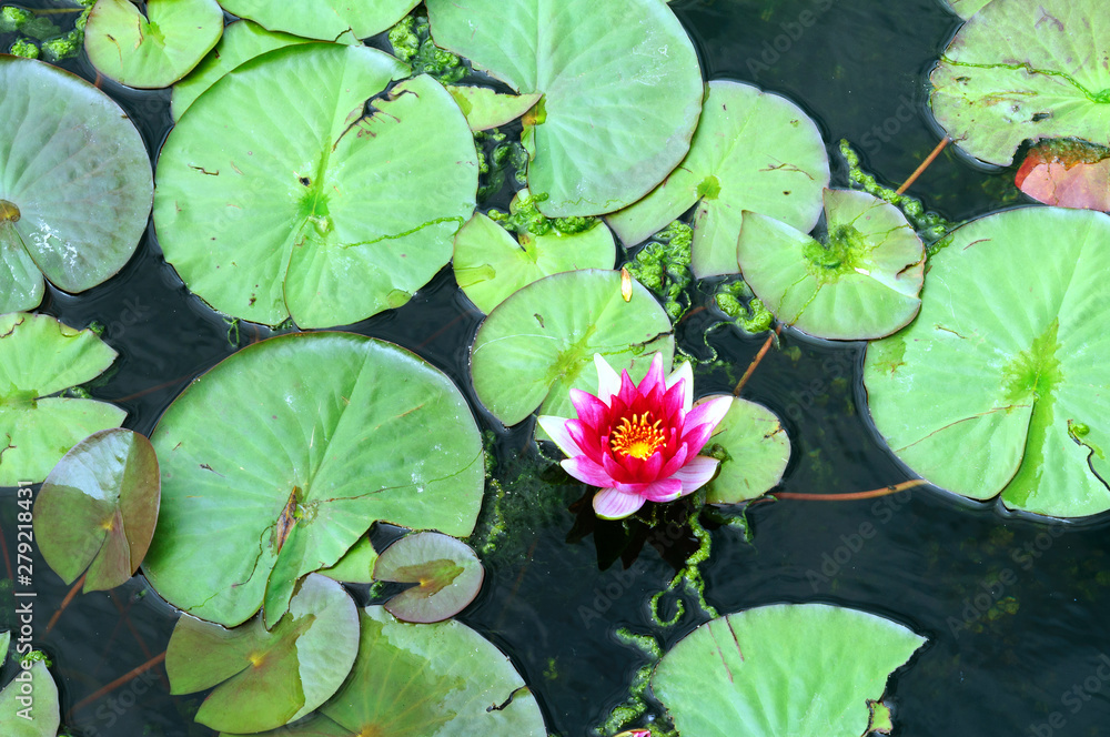 Bright red water Lily in the garden. Bright red water Lily in the garden.