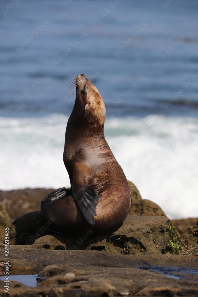 Fototapeta premium California sea lion