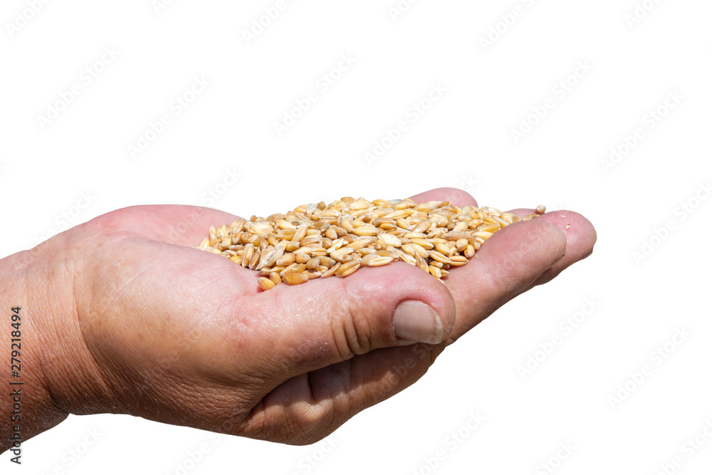 Fototapeta premium Hand of elderly woman close-up holding a handful of wheat grains. Right hand with crops. White background with copy space. Food crisis. Unemployment. World hunger. Corona virus lockdown problems.