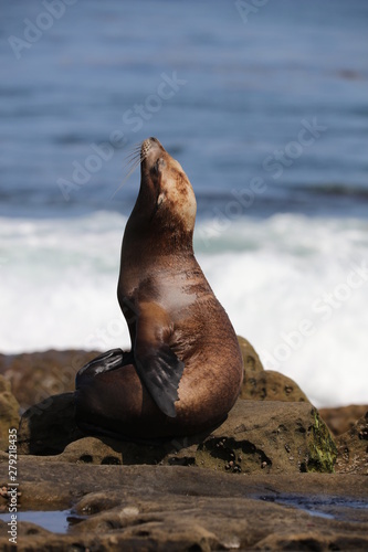 California sea lion © melanie